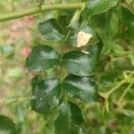 Rosa gallica Leaf