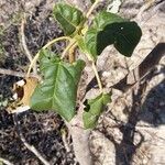 Uncarina stellulifera Leaf