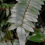 Pellaea falcata Leaf