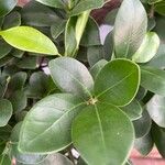 Ficus microcarpa Φύλλο