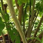 Brugmansia suaveolens Bark