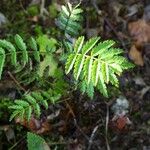 Sorbus aucupariaFolha