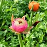 Ranunculus asiaticus Leaf