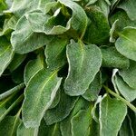 Eriogonum latifolium Fulla