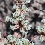 Chaetonychia cymosa Flower