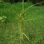 Cyperus glomeratus Habit