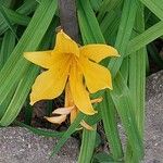 Hemerocallis dumortieri Flower