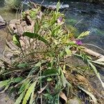 Epidendrum flexuosum Habitus