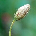 Papaver rhoeas Arall