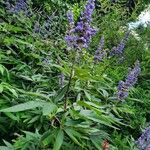 Vitex agnus-castus ফুল