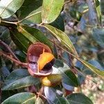 Copaifera langsdorffii Fruit