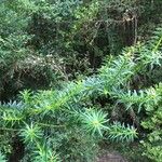 Podocarpus nubigenus Hábito