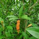 Citharexylum caudatum Fruit