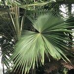 Livistona speciosa Hábito