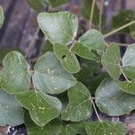 Erythrina abyssinica Leaf