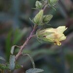 Hibiscus diversifolius Flower