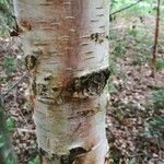 Betula ermanii Corteccia