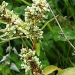 Persicaria lapathifolia Λουλούδι