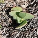 Crassula cotyledonis Leaf