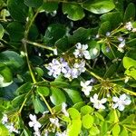 Guaiacum officinale Flower
