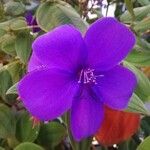 Tibouchina urvilleana Fleur