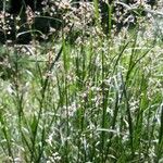 Juncus subnodulosus 果實