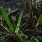 Cyperus distans Leaf