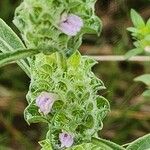 Meiosperma bracteatum Λουλούδι