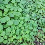 Tropaeolum majusFoglia