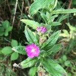 Epilobium hirsutumFlower