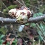 Pyrus pyrifolia Kukka