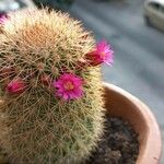 Mammillaria backebergiana Лист