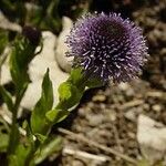 Globularia vulgaris Kvet