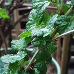 Ribes uva-crispa Blatt