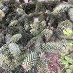 Abies cephalonica Folha