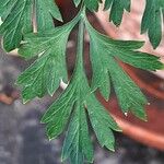 Dicentra formosa Hoja