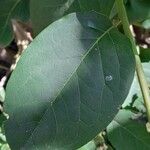 Citronella mucronata Leaf