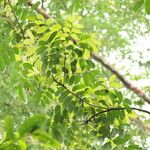 Pseudospondias microcarpa Leaf