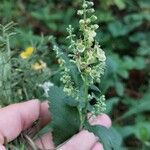 Teucrium scorodoniaFlower