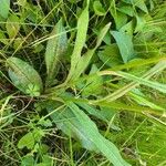 Dactylorhiza fuchsii Leaf