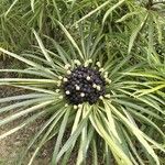 Osmoxylon lineare Hostoa