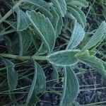 Leucas tomentosa Otro