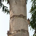 Caryota urens Bark