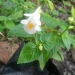 Torenia fournieri Folio