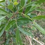 Lithraea molleoides Hoja