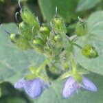 Tinantia erecta Sonstige
