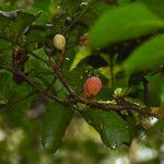 Guarea macrophylla Gyümölcs