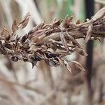 Sorghum bicolor Fruit