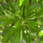 Scaevola taccada Blad