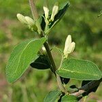 Lonicera morrowii Blad